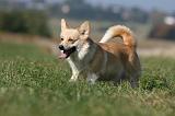 CORGI PEMBROKE 1131